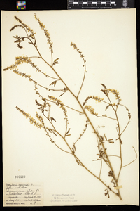 Melilotus officinalis image