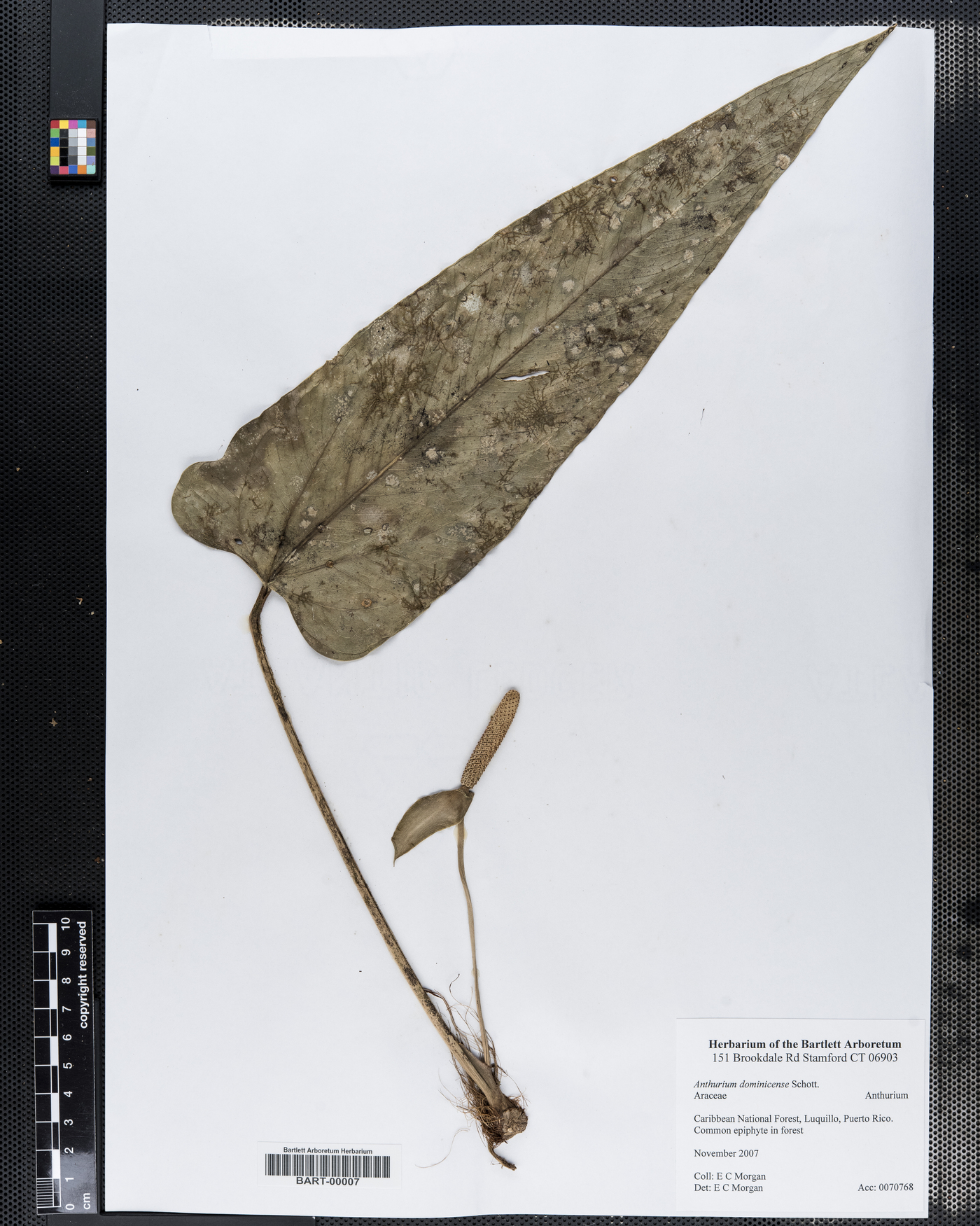 Anthurium dominicense image