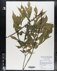 Image of Dracontium spruceanum