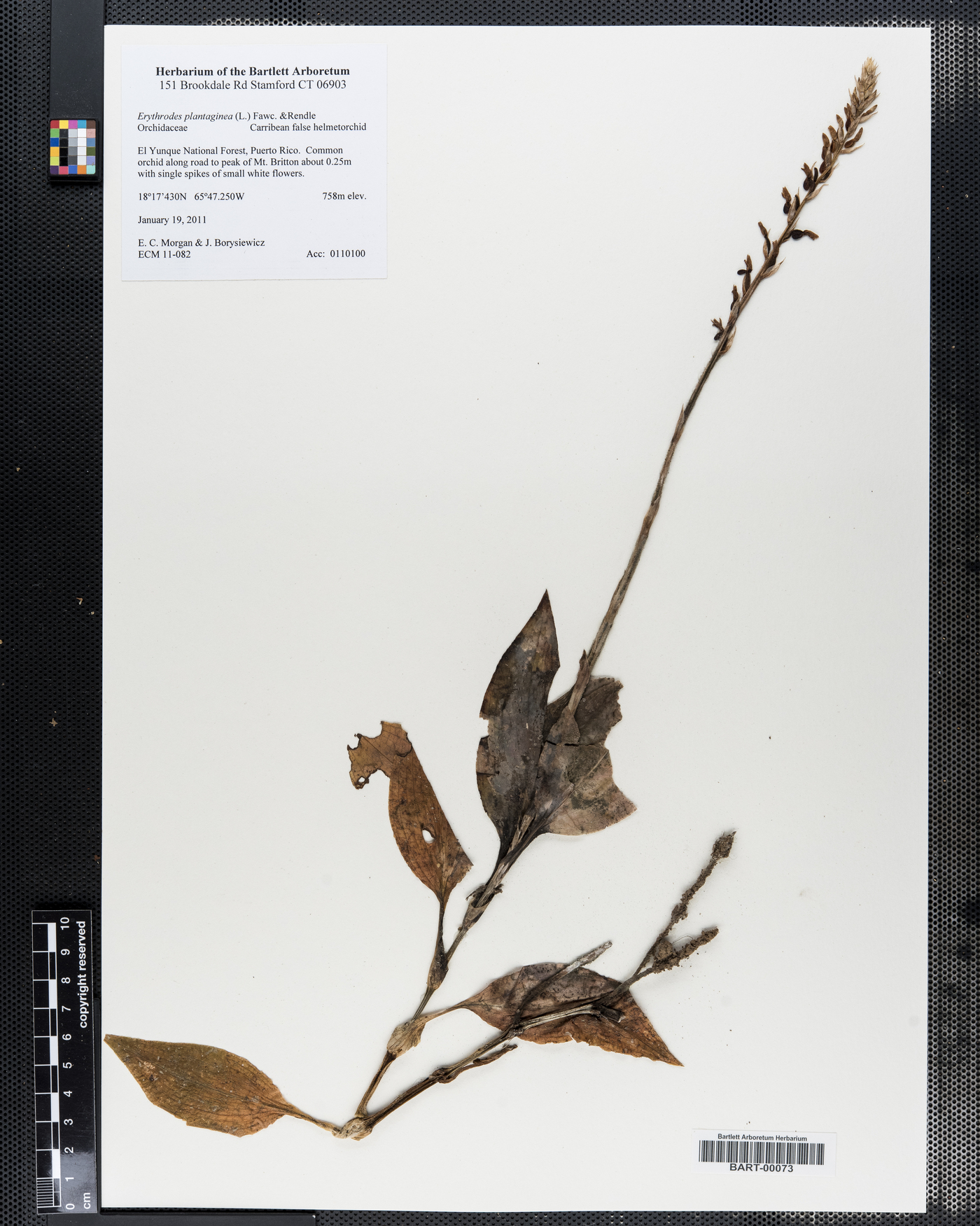 Erythrodes plantaginea image