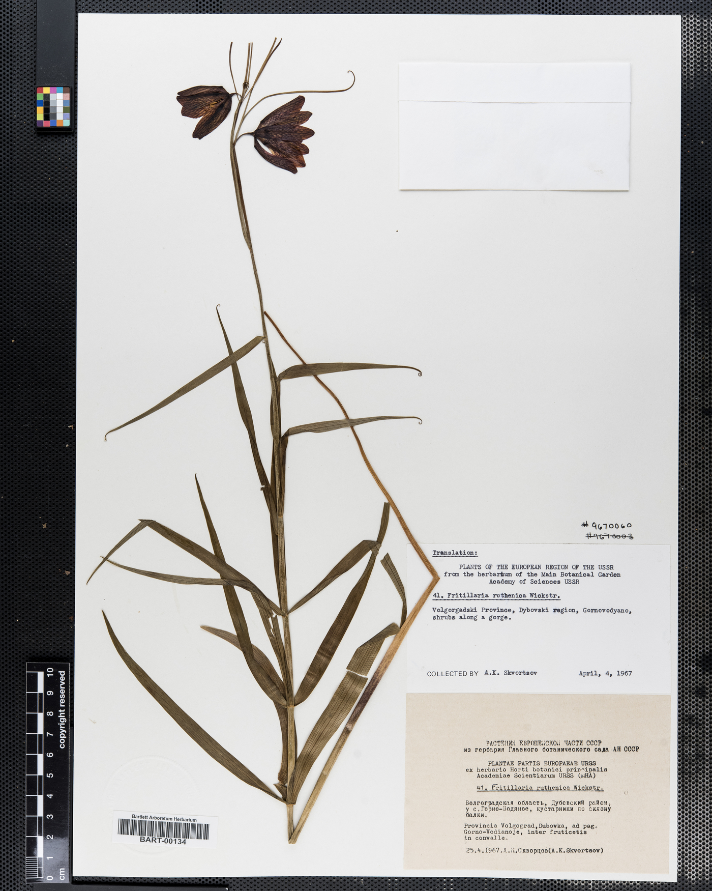Fritillaria ruthenica image