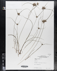 Cyperus filiculmis image