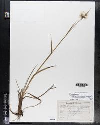 Image of Eriophorum viridi-carinatum