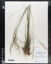 Deschampsia cespitosa image