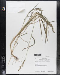 Image of Echinochloa crusgalli