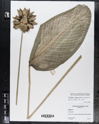 Image of Calathea altissima