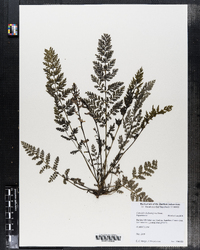Corydalis cheilanthifolia image