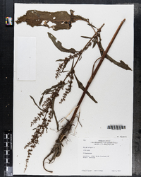 Rumex crispus image