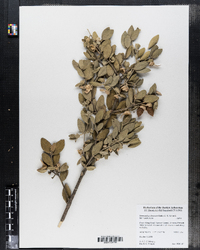 Image of Simmondsia chinensis