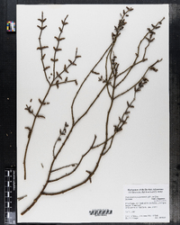 Image of Phoradendron juniperinum