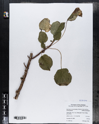 Hydrangea anomala subsp. petiolaris image