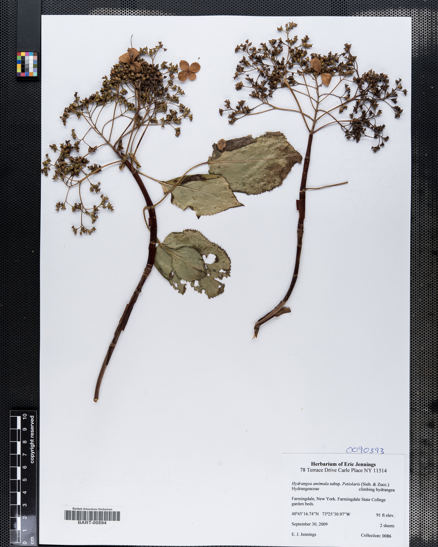 Hydrangea anomala subsp. petiolaris image