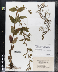 Image of Epilobium montanum