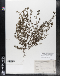 Image of Chamaesyce serpyllifolia