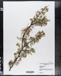 Image of Acacia constricta