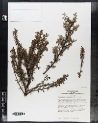 Image of Cotoneaster microphyllus