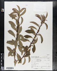 Stranvaesia davidiana var. undulata image