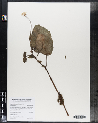 Image of Begonia decandra