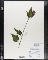 Image of Abutilon hybridum
