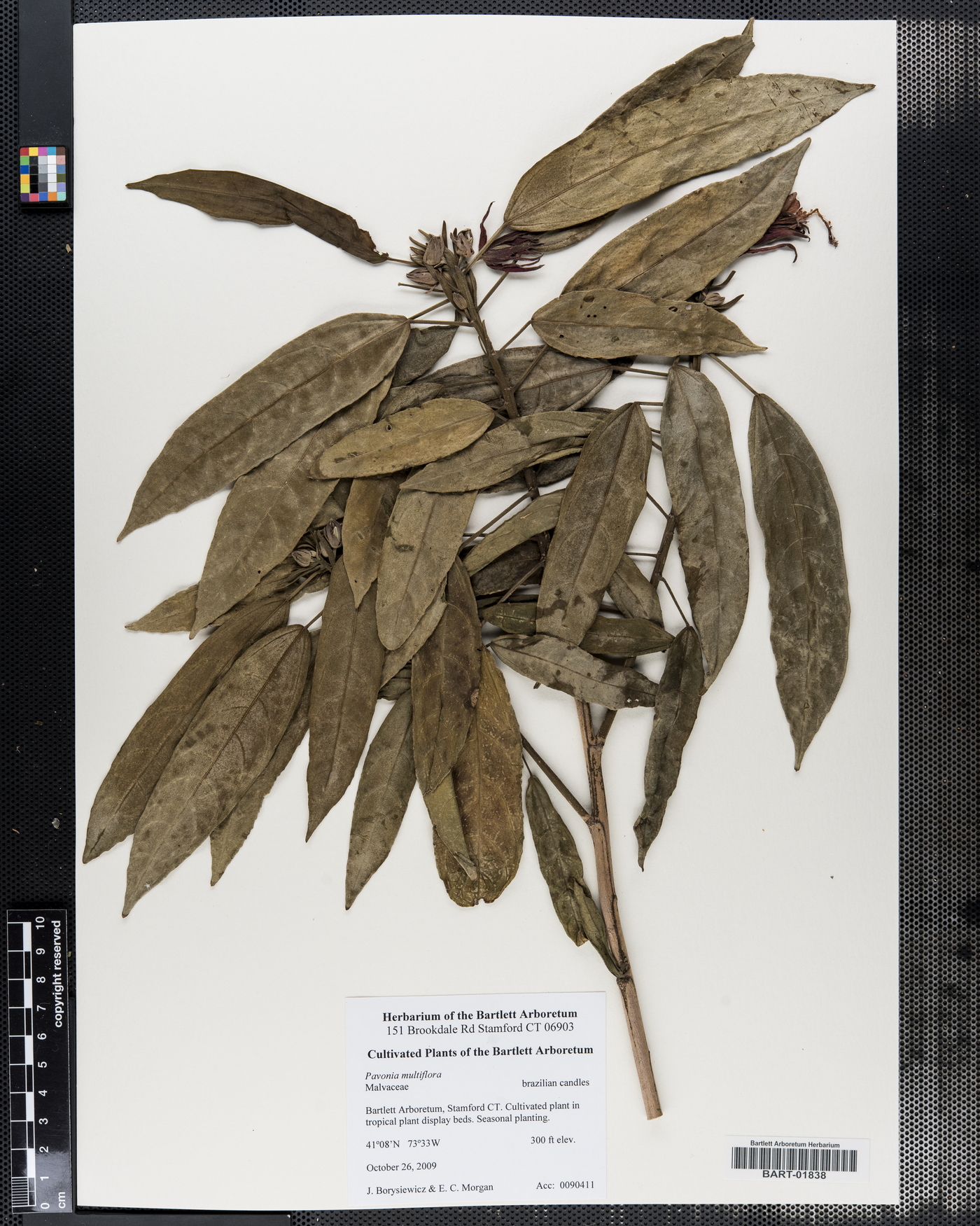 Pavonia multiflora image
