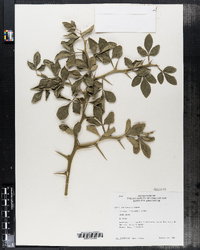 Image of Poncirus trifoliata