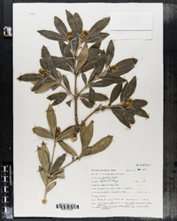Image of Skimmia japonica