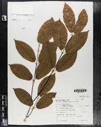 Image of Acer carpinifolia