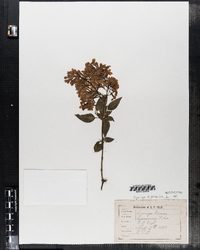 Image of Syringa persica