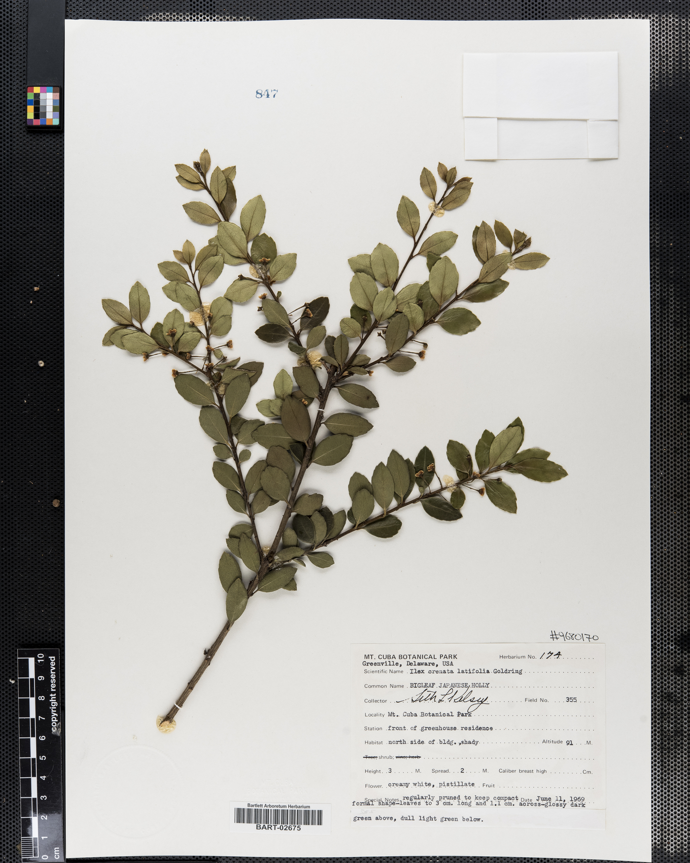 Ilex crenata var. latifolia image