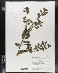 Ilex crenata var. latifolia image