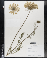 Daucus carota image