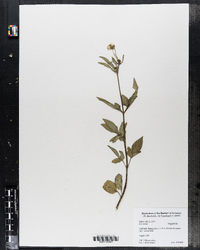 Image of Bidens alba