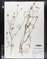 Image of Heliomeris longifolia