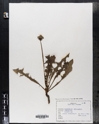 Taraxacum officinale image