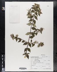 Image of Abelia ×grandiflora