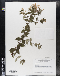 Abelia ×grandiflora image