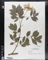 Sambucus nigra ssp. canadensis image