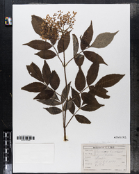 Sambucus nigra ssp. canadensis image