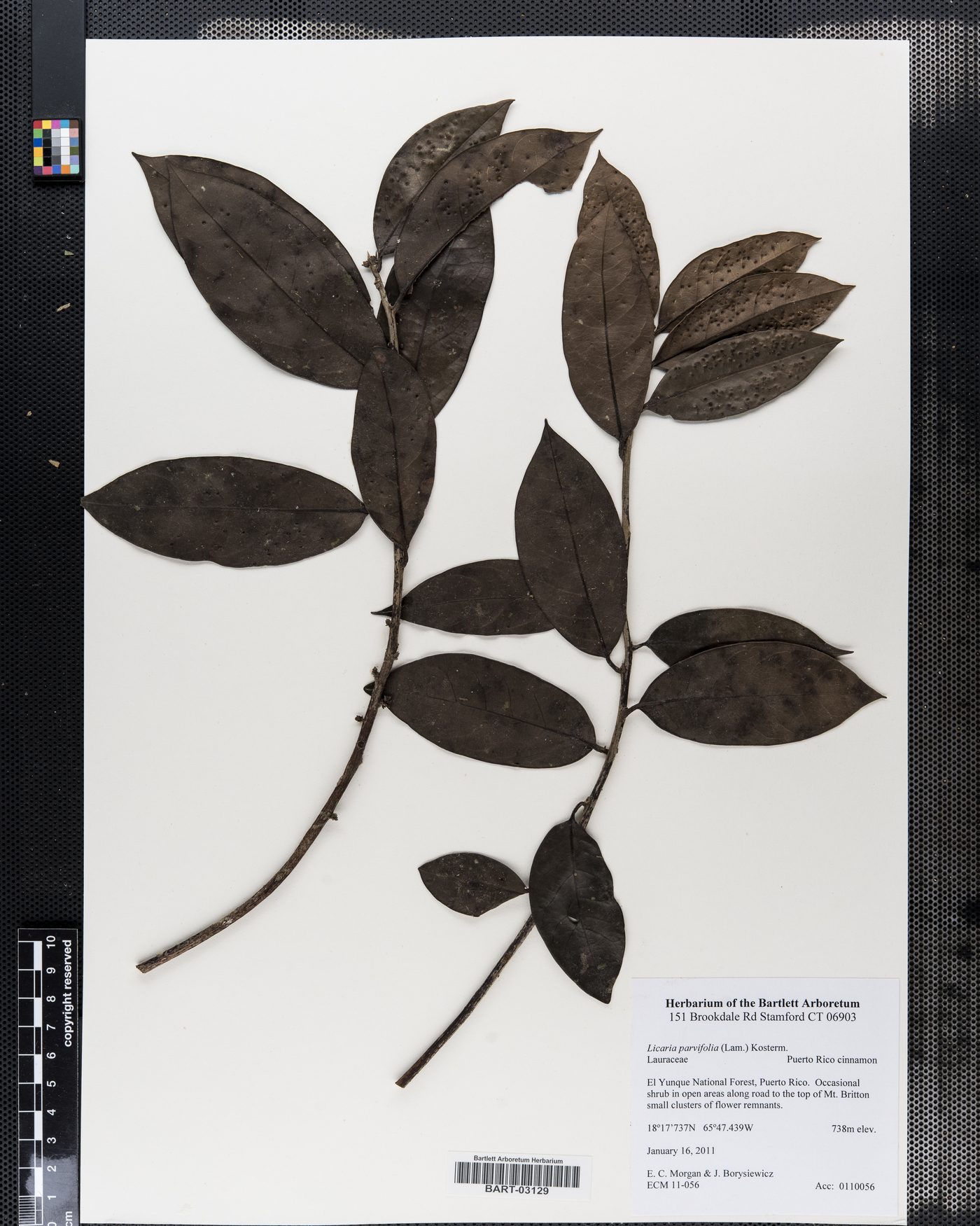 Licaria parvifolia image