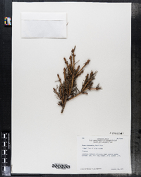 Image of Picea sitchensis