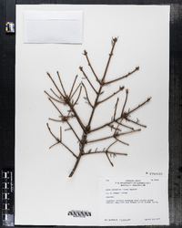 Image of Picea orientalis