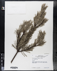 Pinus sylvestris image