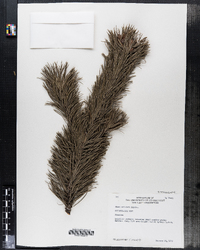 Image of Pinus aristata