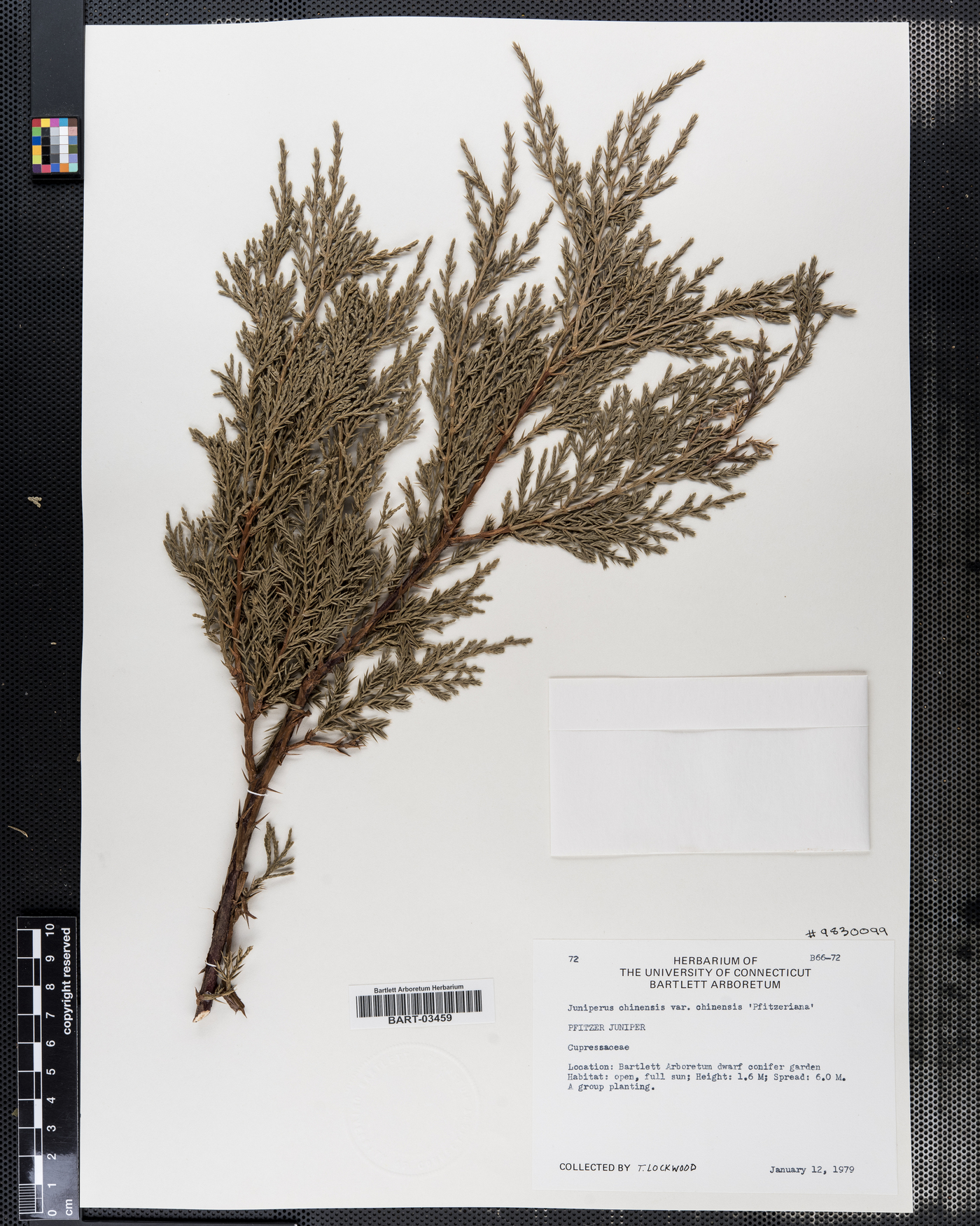 Juniperus chinensis var. chinensis image