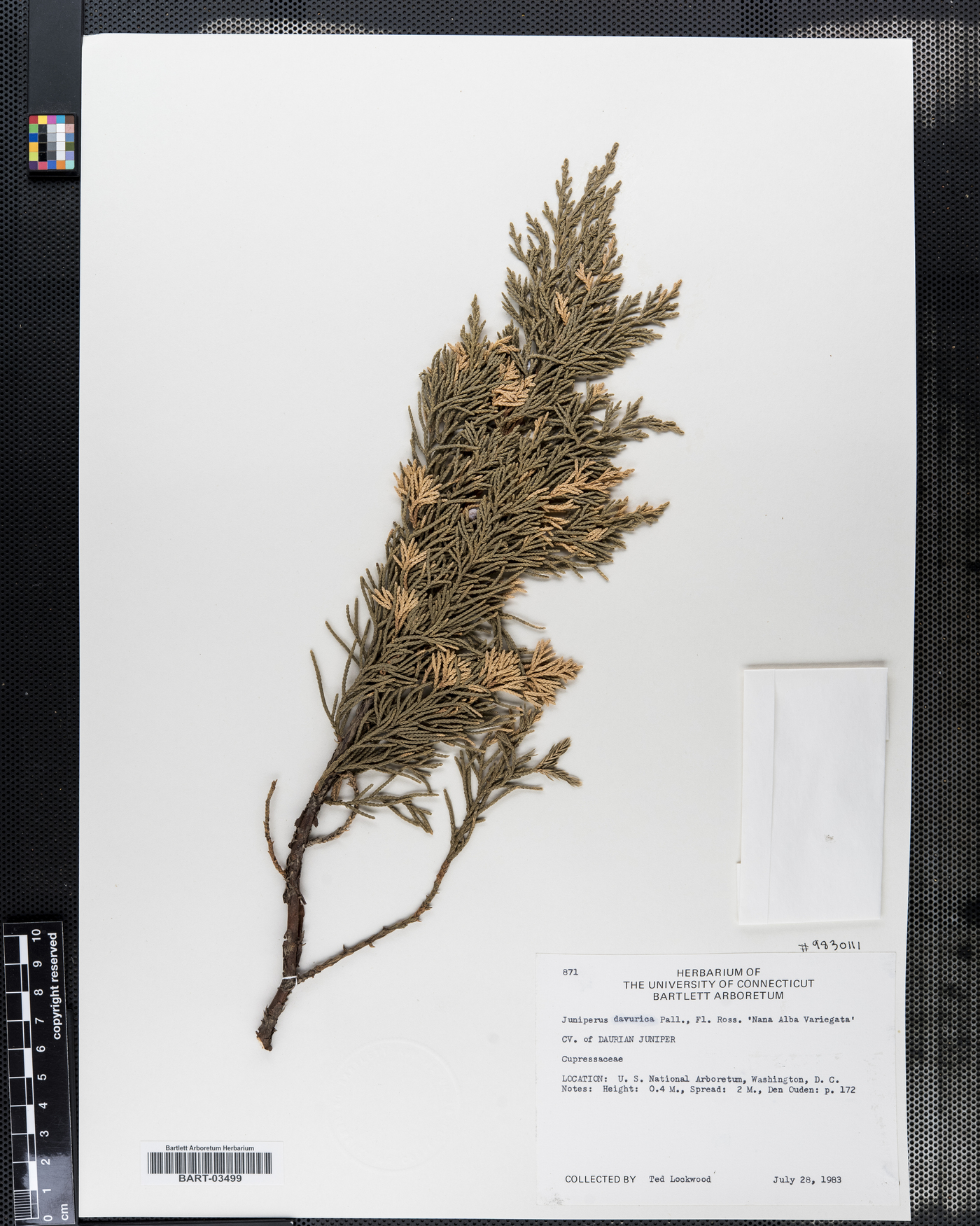Juniperus davurica image