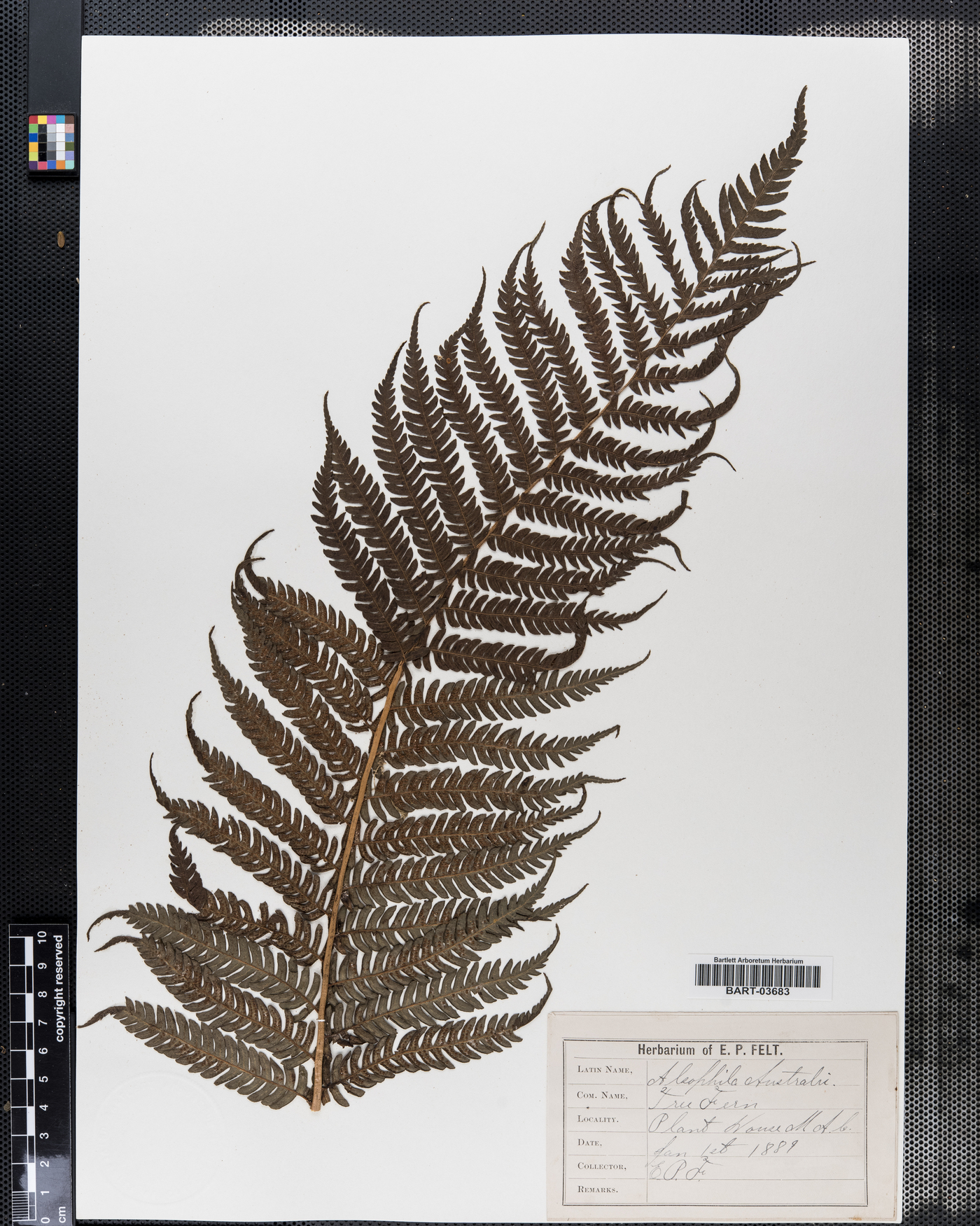 Cyathea australis subsp. australis image