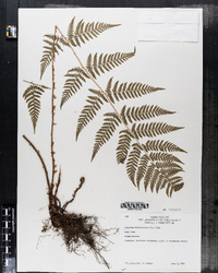 Athyrium filix-femina image