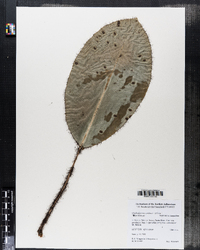 Image of Elaphoglossum crinitum