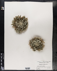Image of Selaginella pilifera