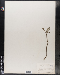 Botrychium ramosum image